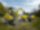 Excavator Wacker Neuson ET24 (2057 kg)